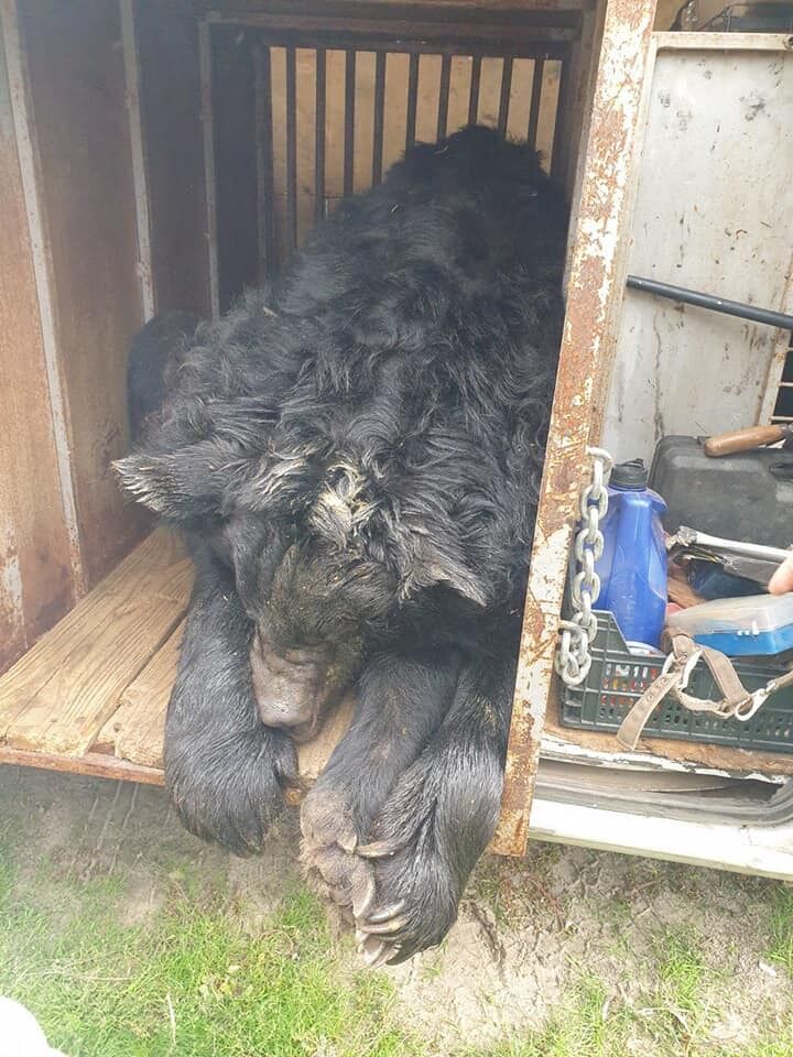 Зоозащитники спасли контуженного медведя, которого нашли в частном зоопарке под Лиманом. Фото