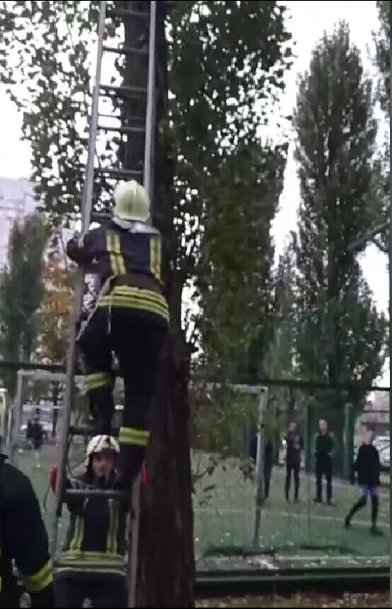 У Києві рятувальники зняли хлопця з дерева: діставав м’яч та застряг. Відео 