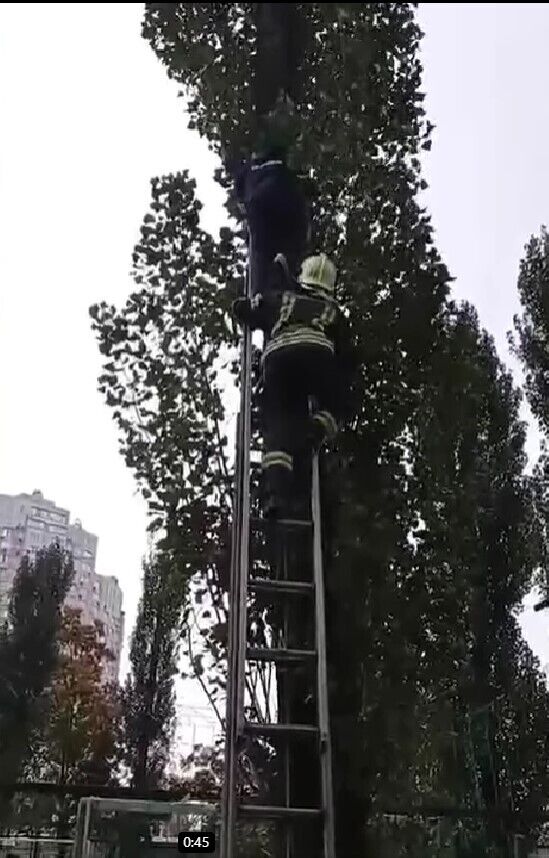 У Києві рятувальники зняли хлопця з дерева: діставав м’яч та застряг. Відео 