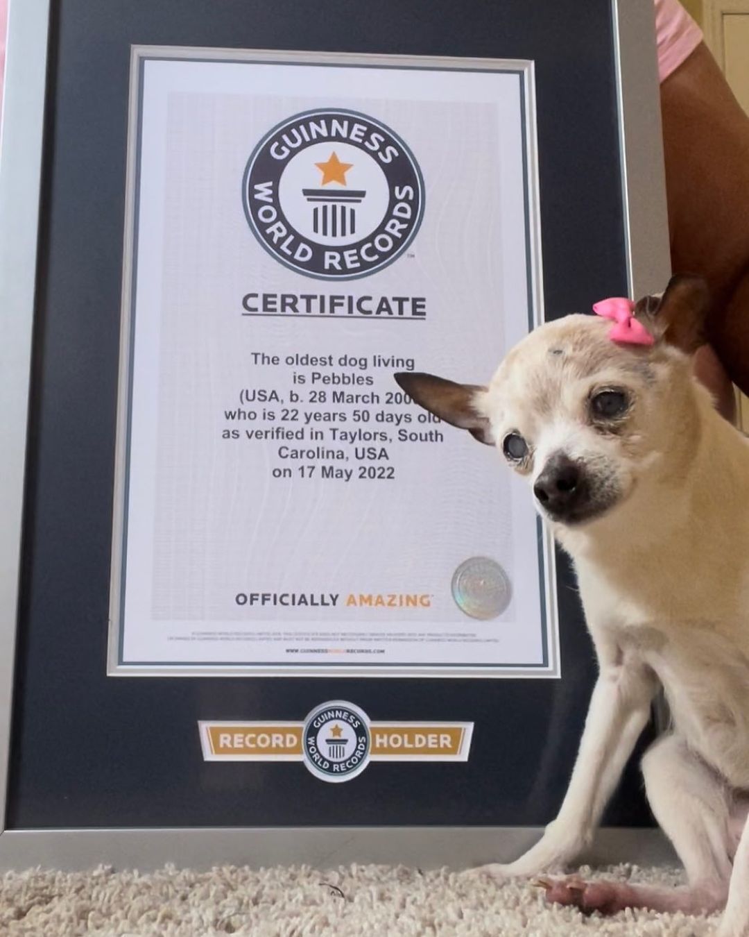У США померла найстаріша собака у світі: як виглядала рекордсменка