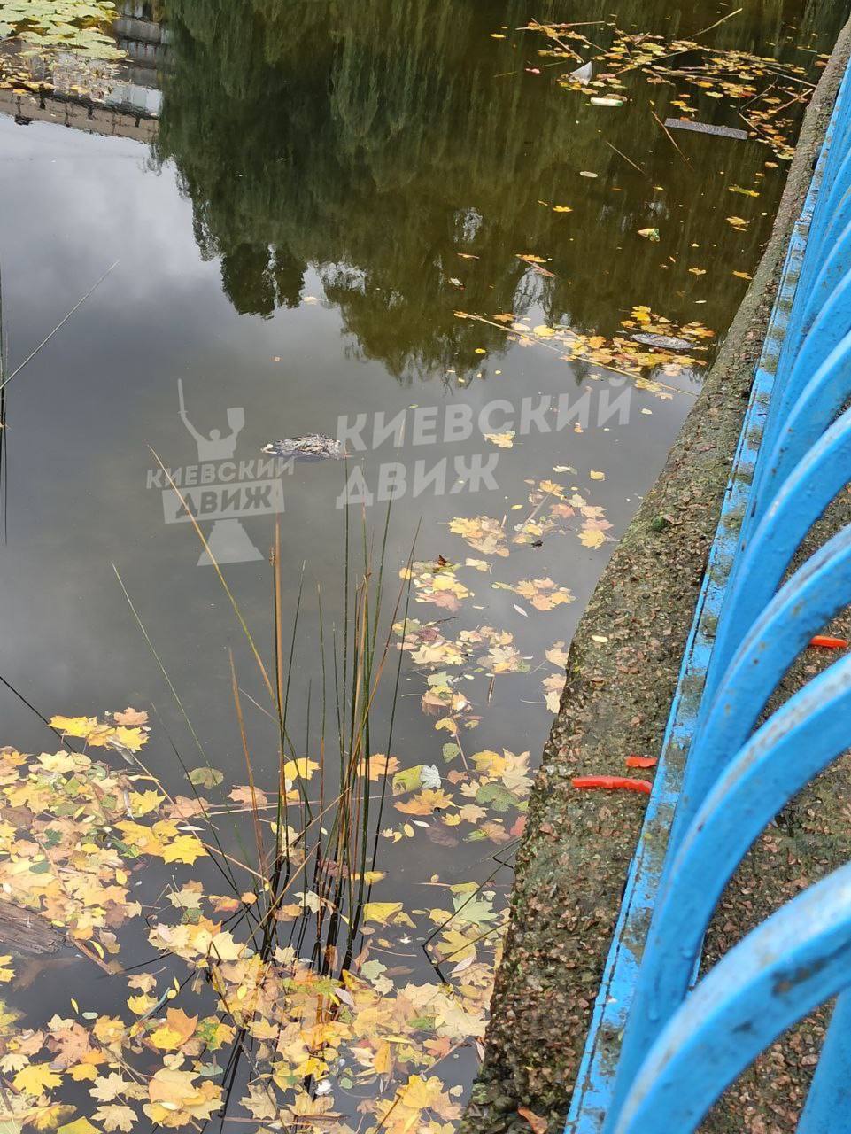 У Києві зафіксували мор качок: відомо подробиці. Фото