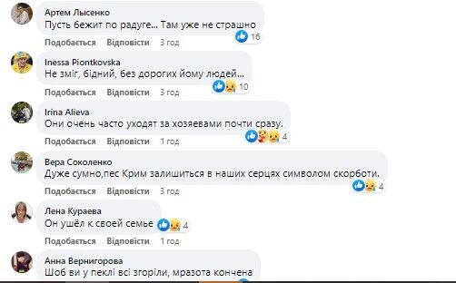 Умер пес Крым, попавший под ракетный удар в Днепре: горожане просят сделать мурал в память о семье. Фото
