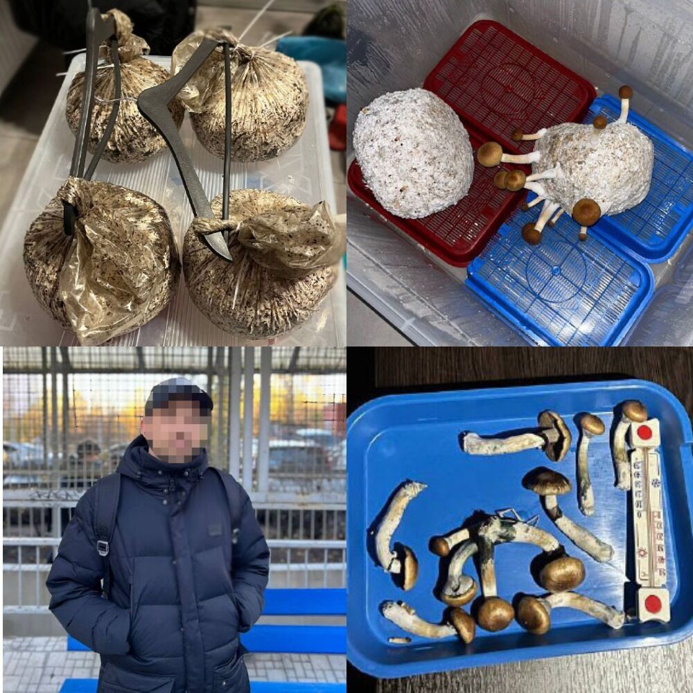 В Киеве у гражданина РФ изъяли 24 кг галлюциногенных грибов: сбывал по всей Украине. Фото