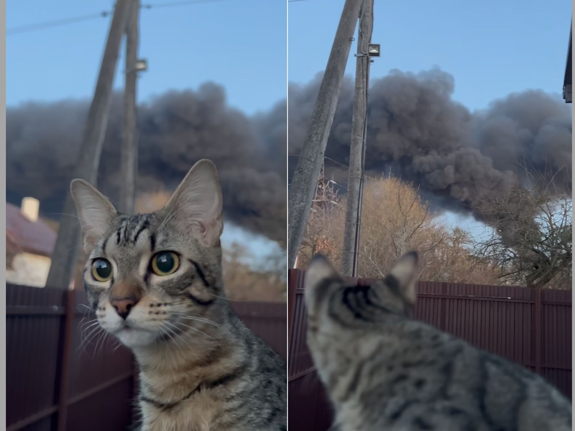 Кіт-блогер Степан став свідком ракетної атаки Росії по Львову. Відео