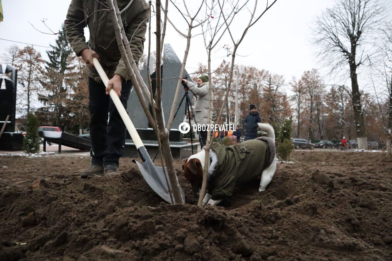 В Бородянке высадили "Калиновую рощу" в память о погибших защитниках Украины. Фото и видео