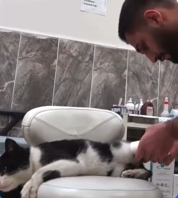 У Туреччині кіт зі зламаною лапою сам прийшов у травмпункт. Фото і відео