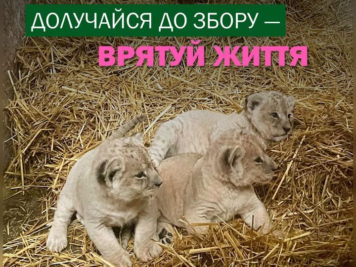 Врятована на Донеччині левиця виявилась вагітною та народила трьох левенят: в Центрі порятунку тварин просять про допомогу. Фото
