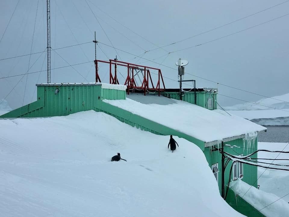 Станцию "Академик Вернадский" замело рекордным количеством снега: пингвины гуляют по крыше. Фото