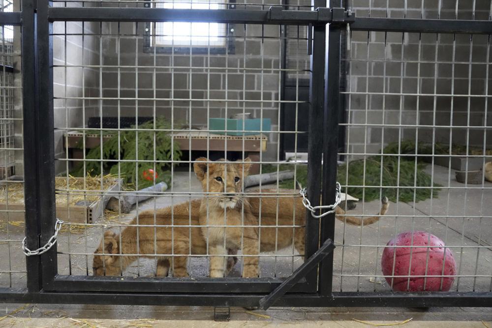 Четырех львят-сирот, которых спасли в Украине, отправили в США. Фото