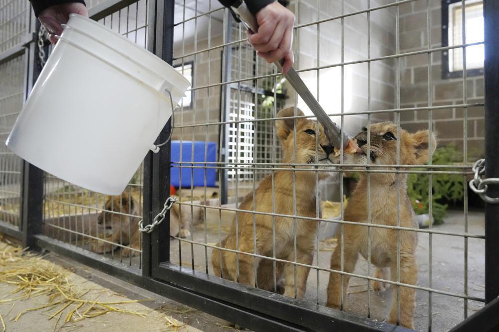 Четырех львят-сирот, которых спасли в Украине, отправили в США. Фото