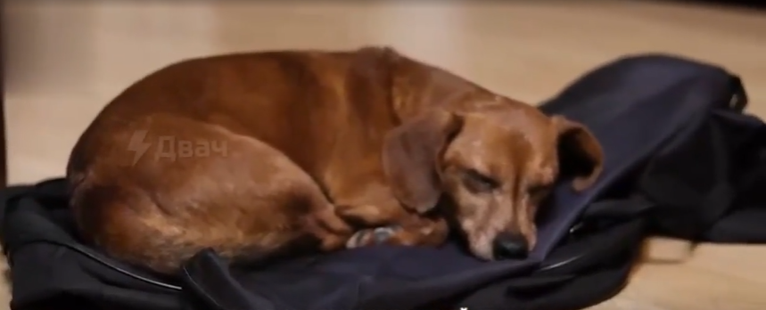 Российский "мобик" отправил матери в Башкортостан собаку, украденную в Запорожье: та назвала пса Zетом. Видео