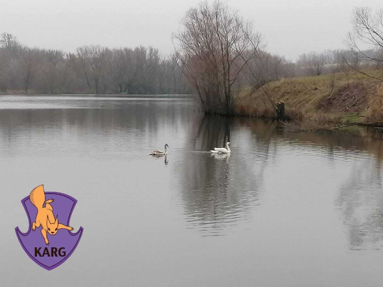 В Киевской области спасли двух лебедей, которых пытались убить браконьеры. Фото