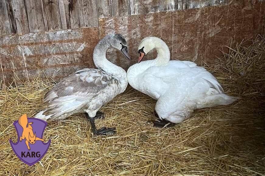 В Киевской области спасли двух лебедей, которых пытались убить браконьеры. Фото