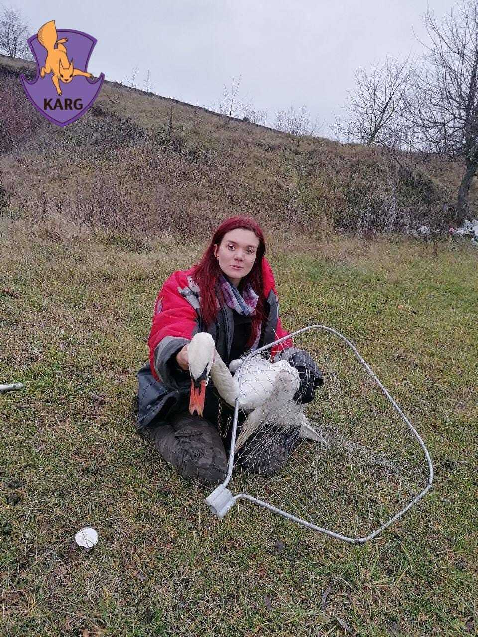 В Киевской области спасли двух лебедей, которых пытались убить браконьеры. Фото