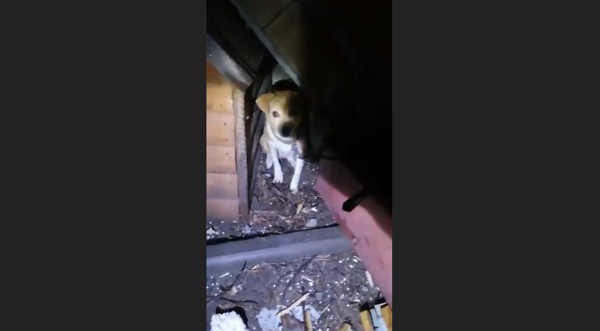 Появилось первое видео с места удара HIMARS по базе оккупантов в Мелитополе: выжил щенок