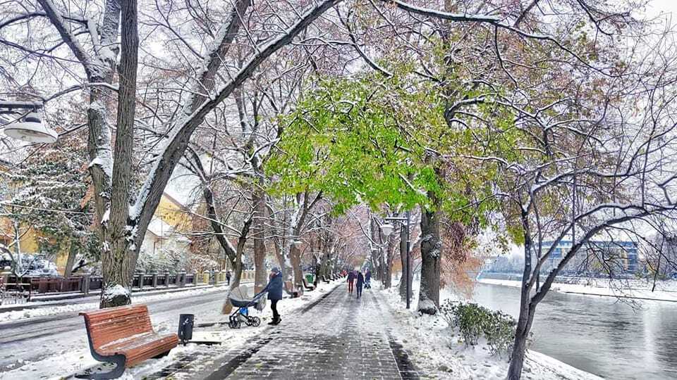 На Закарпатье в декабре зазеленела липа и зацвела сирень: фото природной аномалии