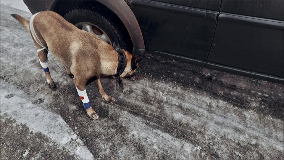 Навіть поранений, наш собака врятував військових від міни під автівкою