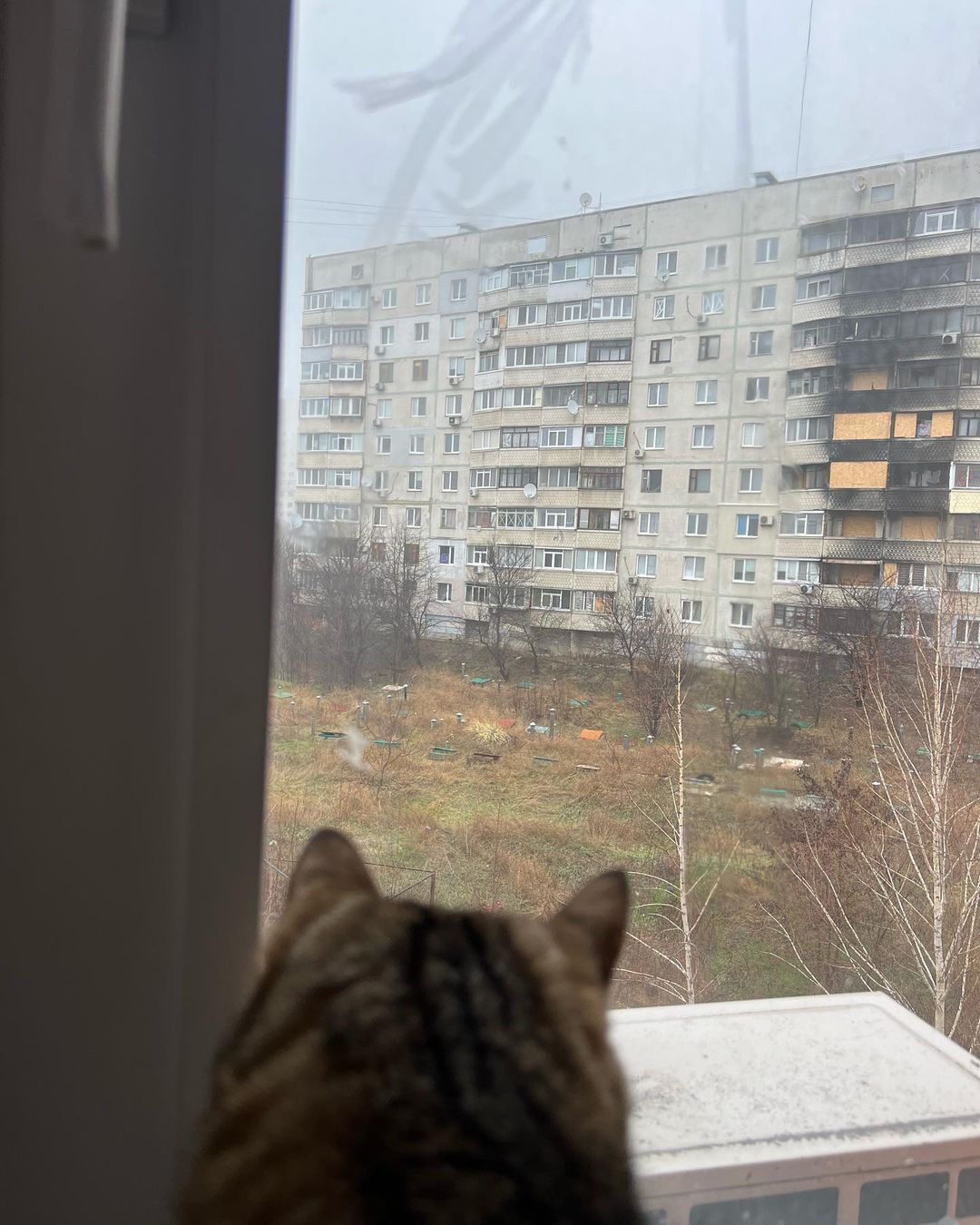 Кіт-блогер Степан, який збирав у Європі гроші для України, повернувся додому до Харкова. Фото