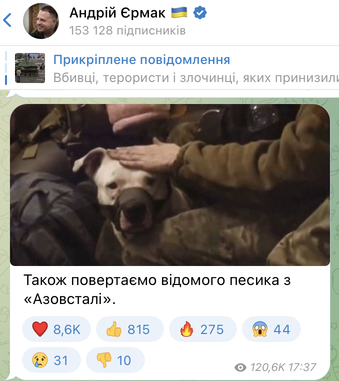 Із російського полону повернули собаку з "Азовсталі", яку подарували Кадирову. Фото