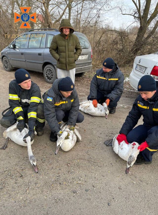 В Киевской области спасли лебедей, которые примерзли к льду. Фото