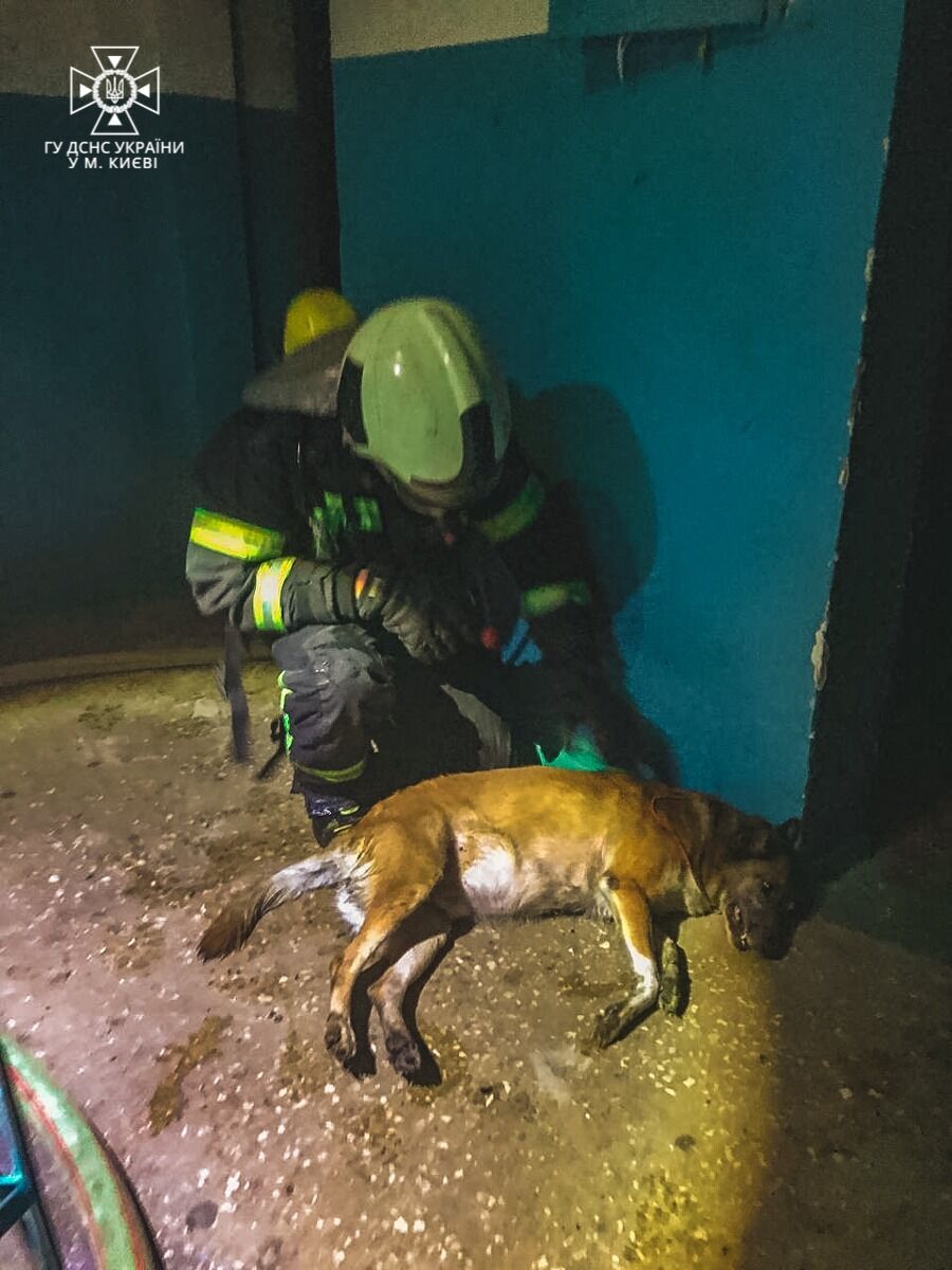 Уже почти не дышал: в Киеве бойцы ГСЧС спасли собаку во время пожара в квартире. Фото и видео