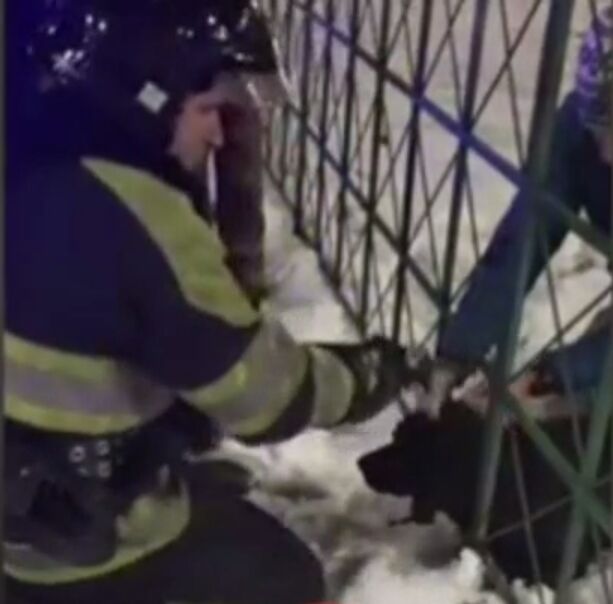 Рятувальники звільнили тварину з пастки.