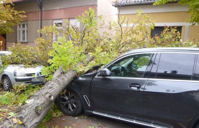 Ветер валил деревья на машины и здания