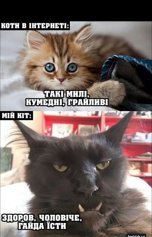Мем про котів