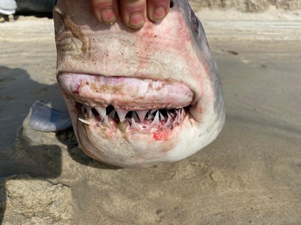 Зуби білої акули