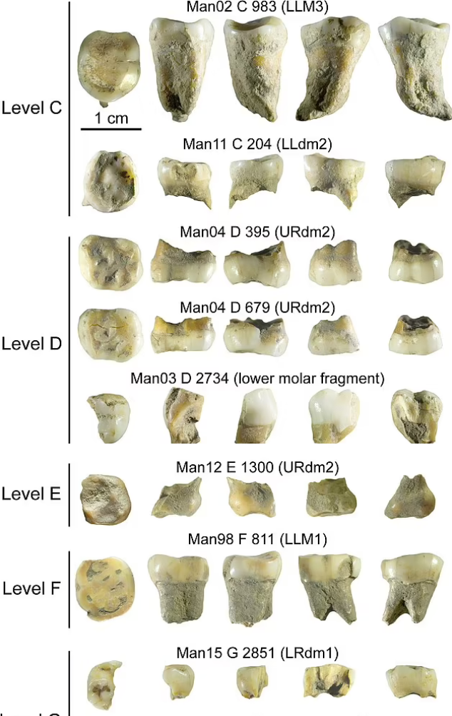 Ученые обнаружили зуб современного человеческого ребенка возрастом 54 тысяч лет.