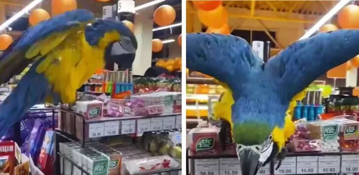 Попугай в супермаркете Харькова