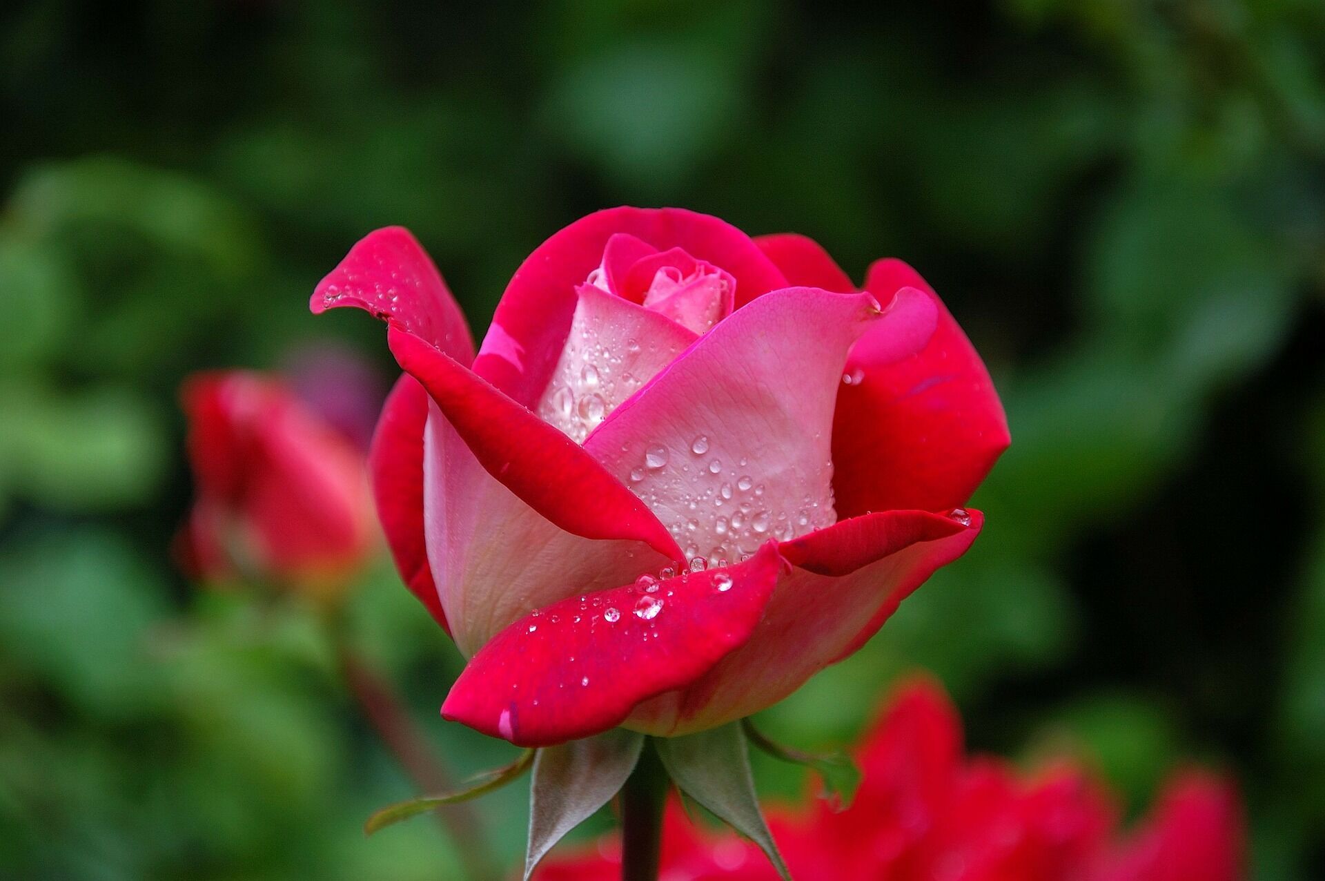 Червоні квіти – це освідчення в коханні