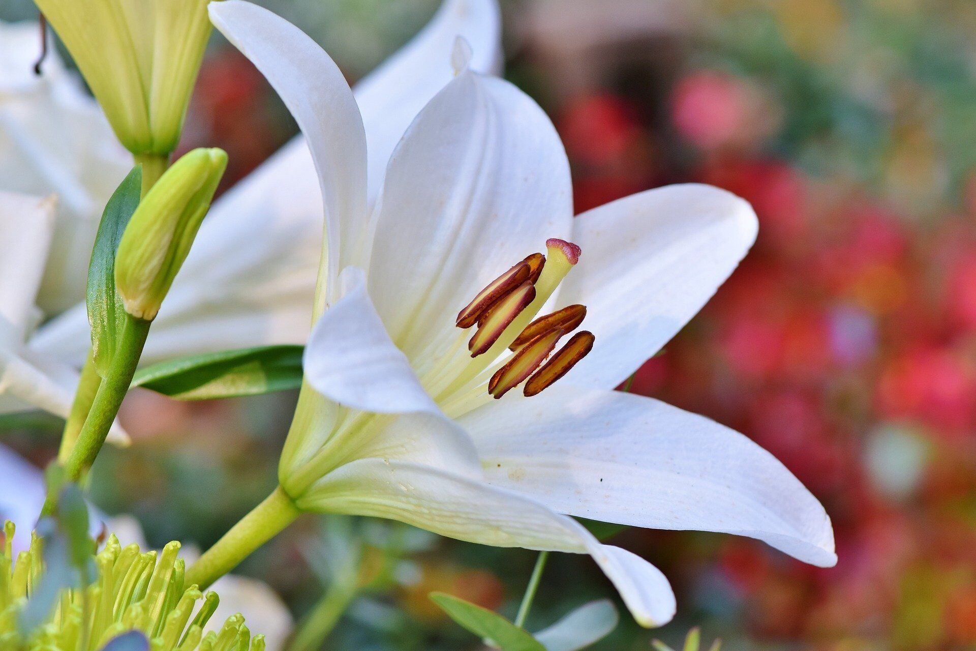 Цветы с сильным ароматом могут вызвать головную боль