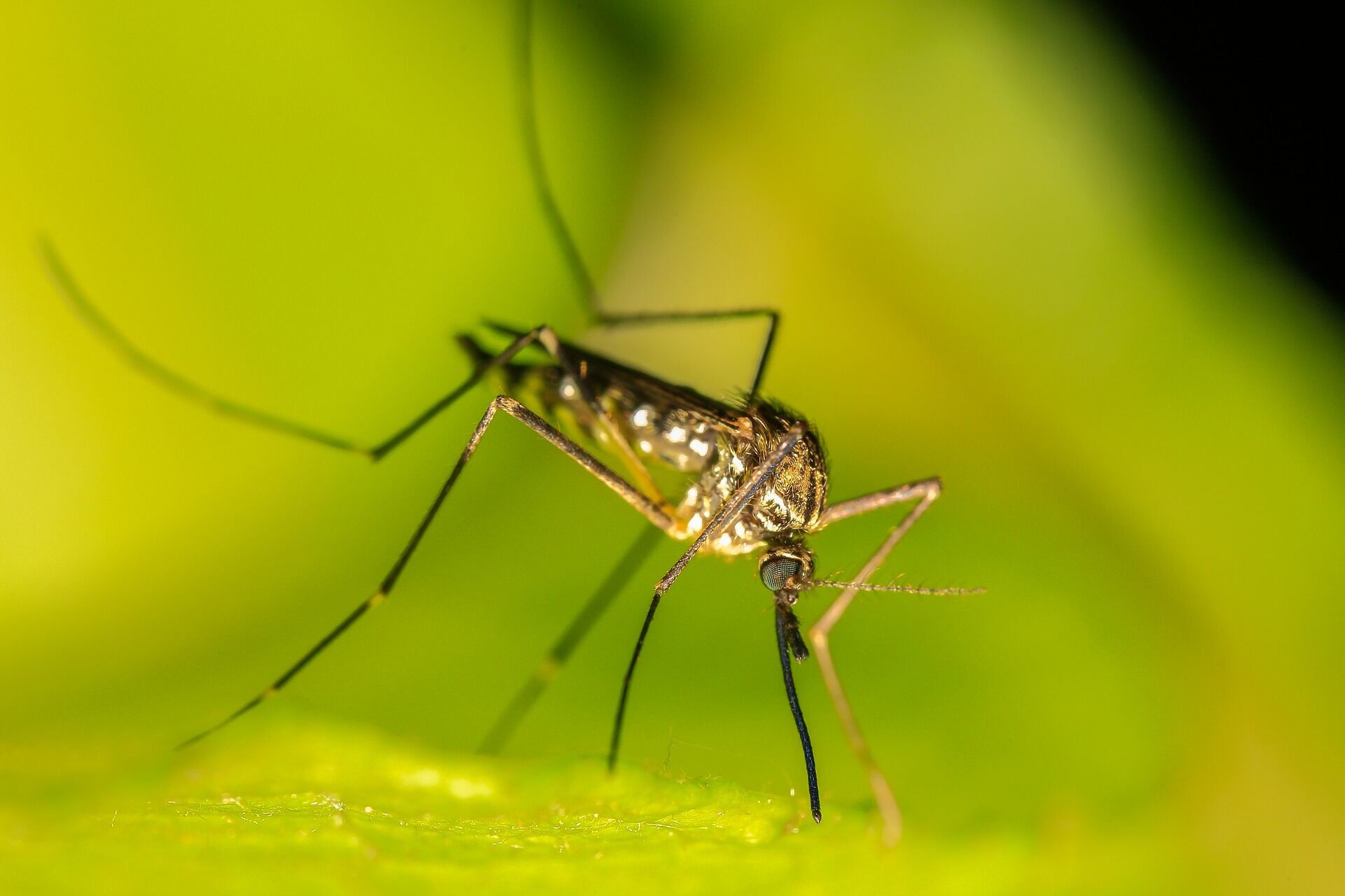 Комары "любят" определенные цвета: исследование раскрыло какие