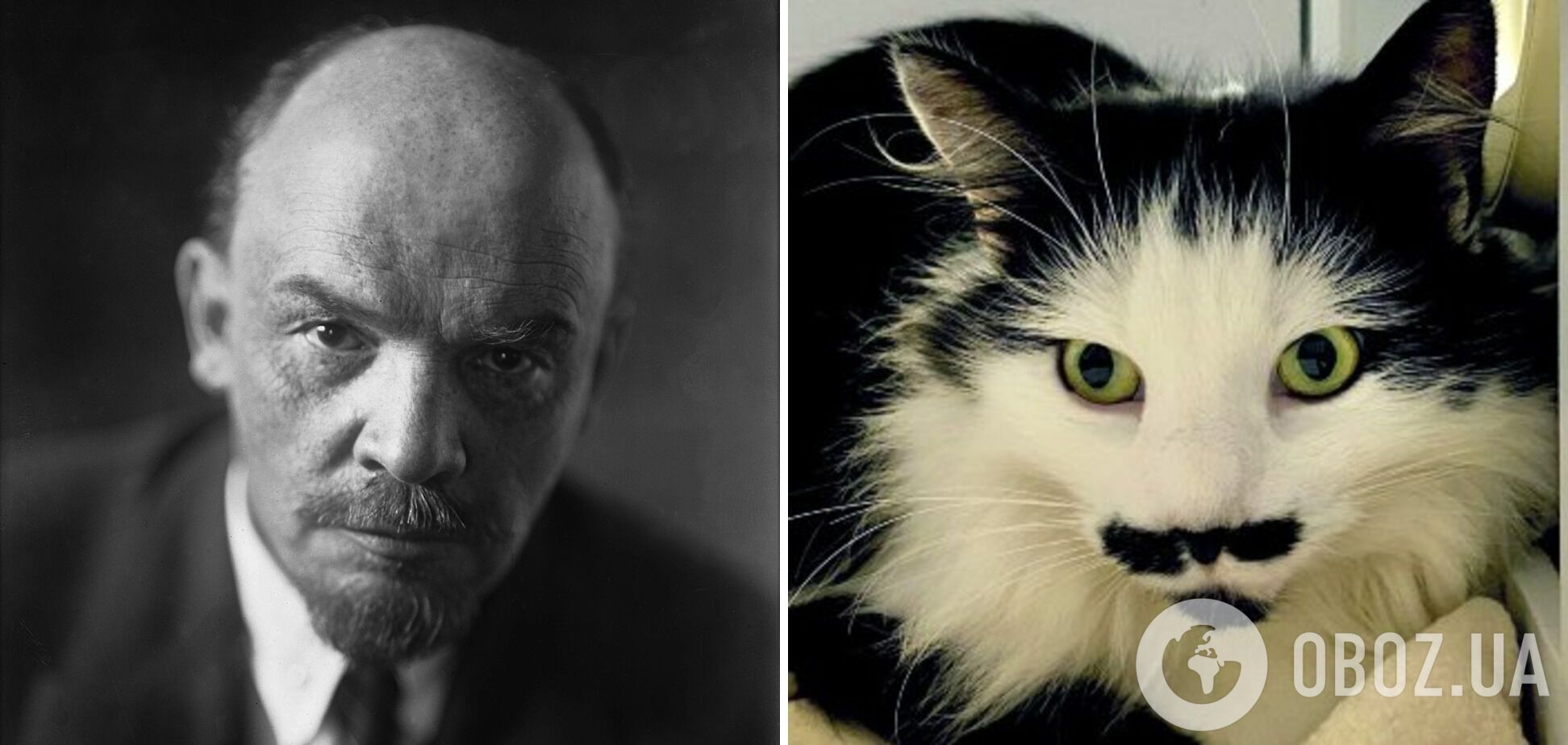 Кошку сравнили с Лениным из-за усов.