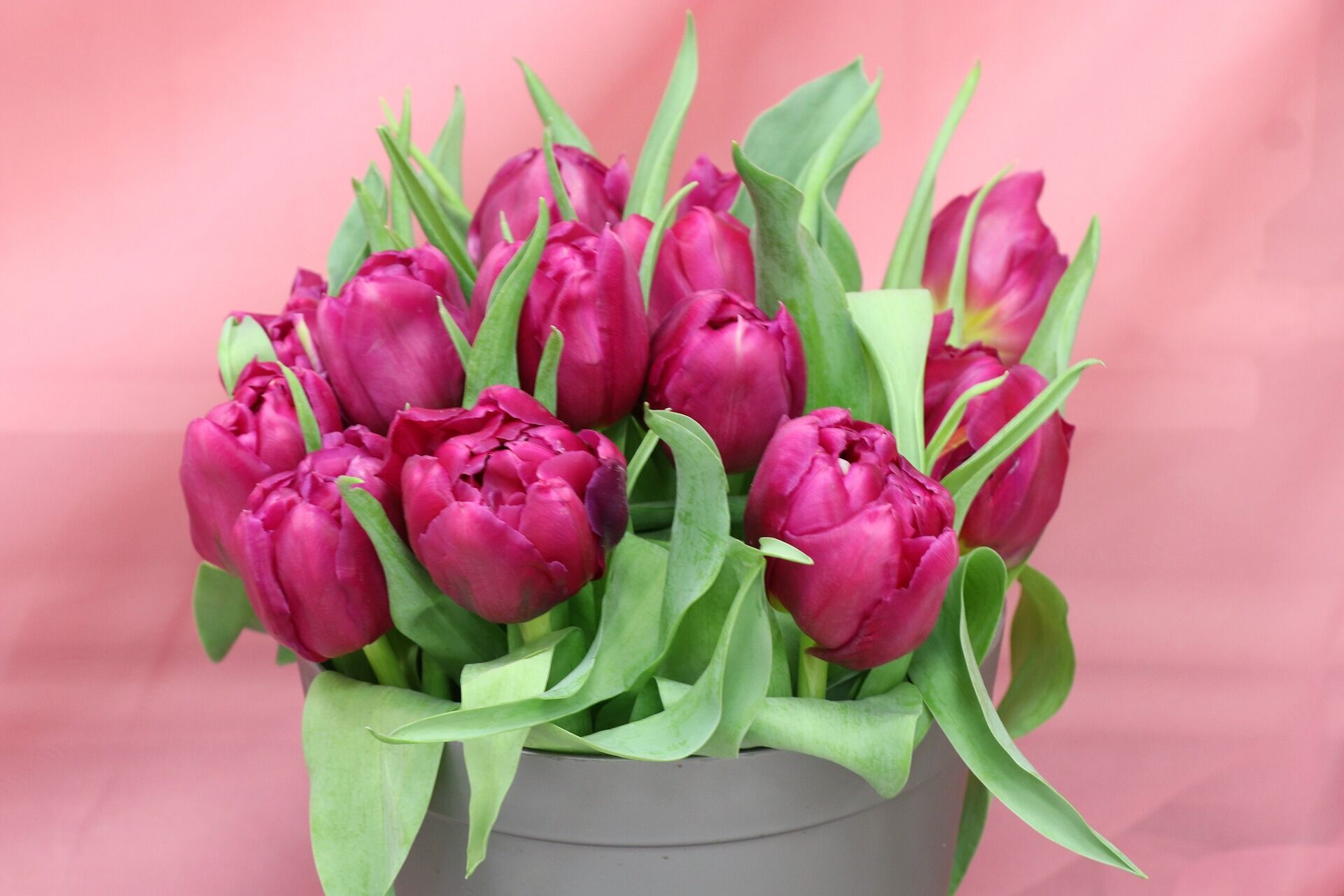 Тюльпаны – один из символов 8 марта