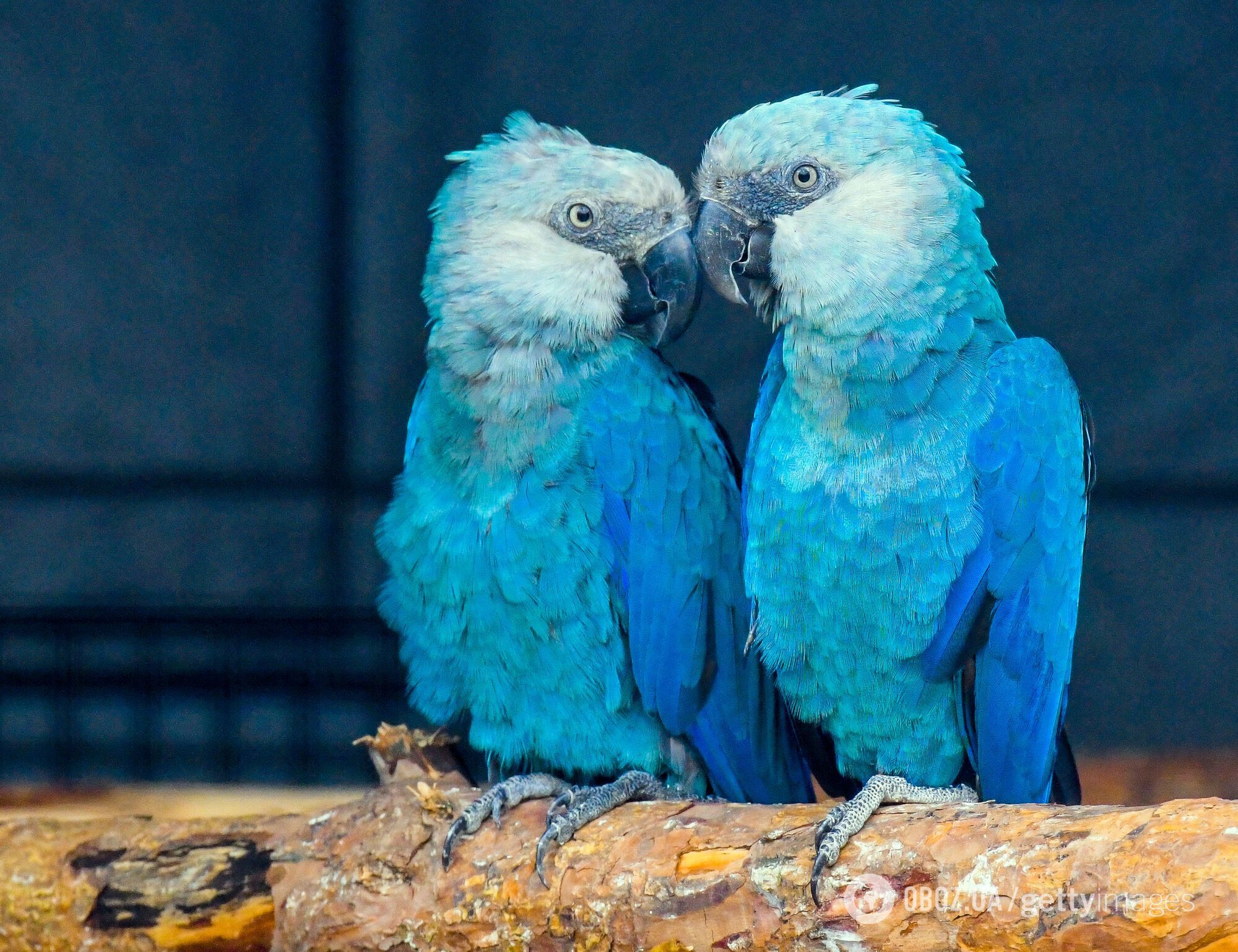 Папуги ара Spix вимерли у дикій природі
