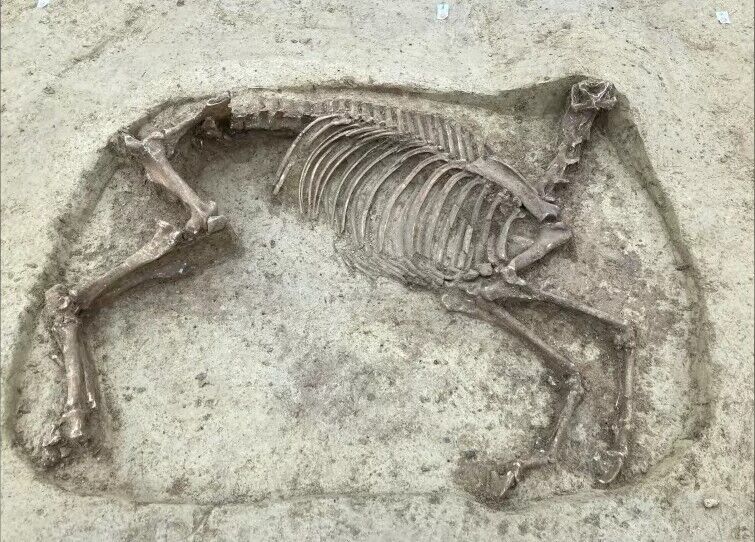 Останки обезголовленого коня, якого знайшли поруч з останками чоловіка-вершника.