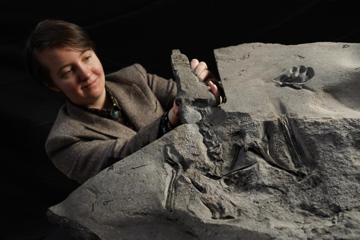 Хорошо сохранившийся скелет птерозавра принадлежит новому виду, который назвали Dearc sgiathanach.