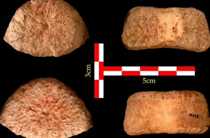 Человеческий позвонок, которому 1,5 миллиона лет, обнаруженный в долине реки Иордан в Израиле.
