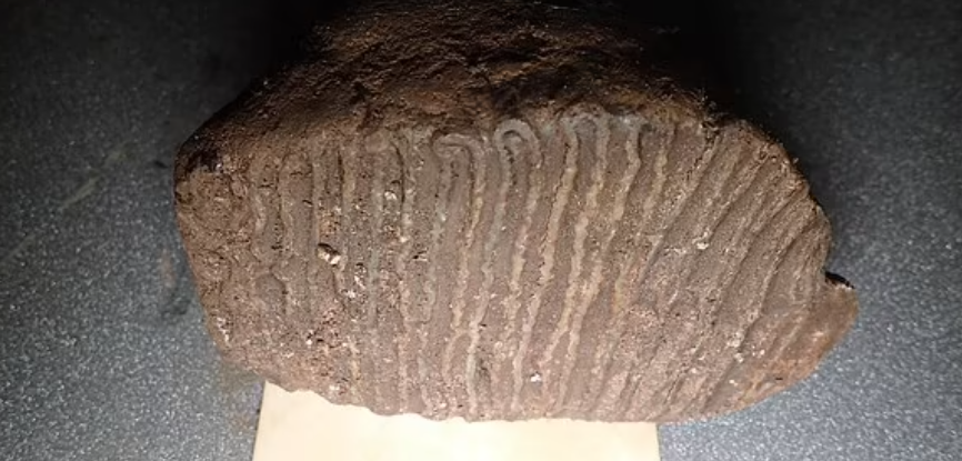 Коренной зуб шерстистого мамонта, найденный исследователями под Шерфордом.