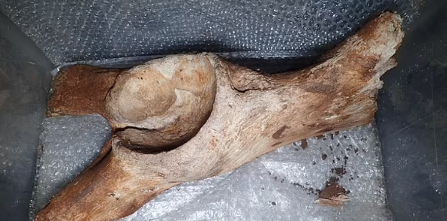 Тазовая кость шерстистого мамонта времен ледникового периода.