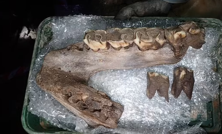 Исследователи извлекли кость нижней челюсти носорога вместе с зубами.