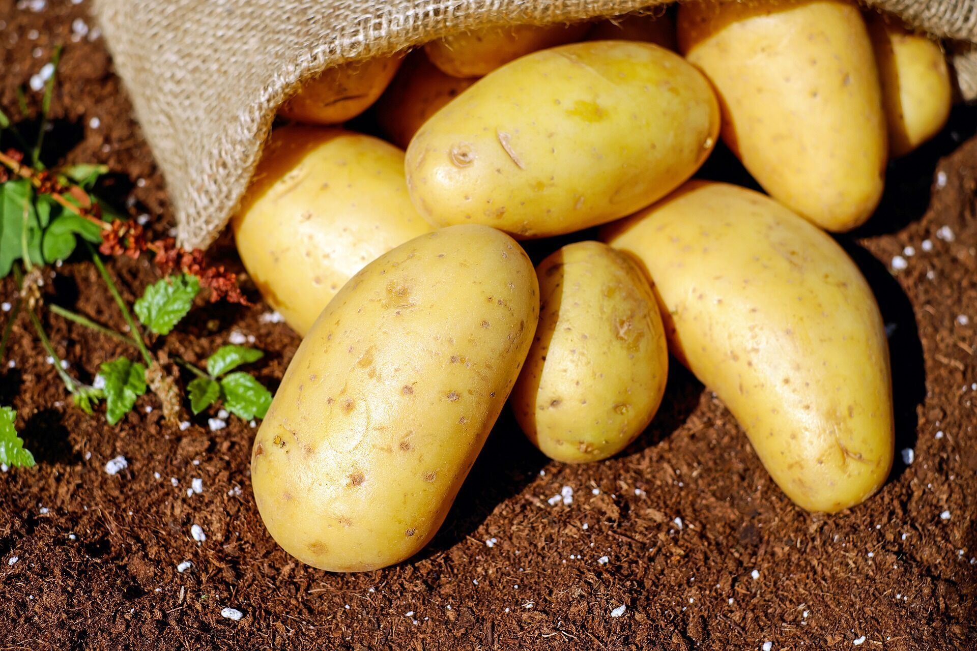 Первый картофель, при высадке в феврале, будет уже в апреле.