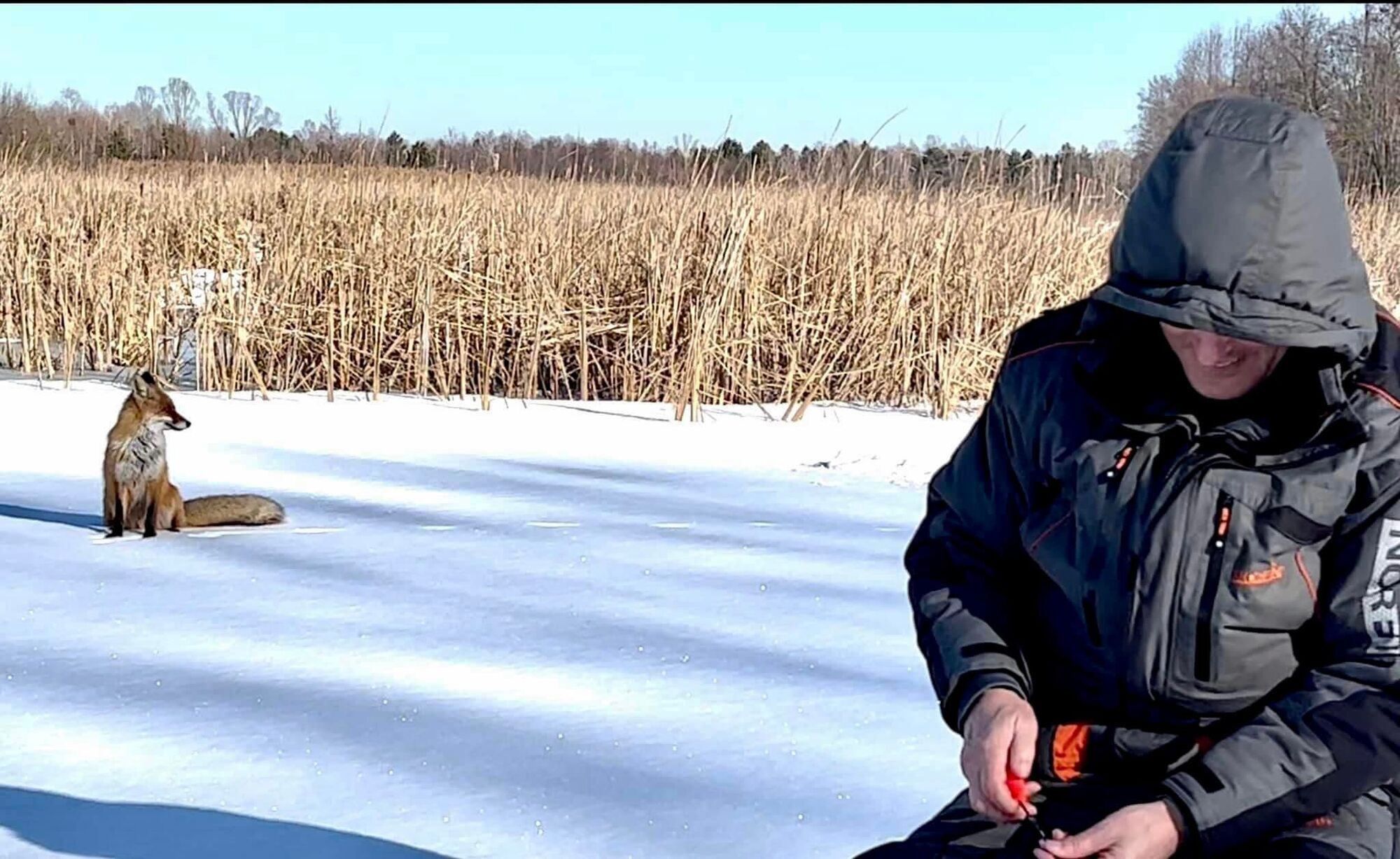 Лисиця сіла поруч із рибалкою.