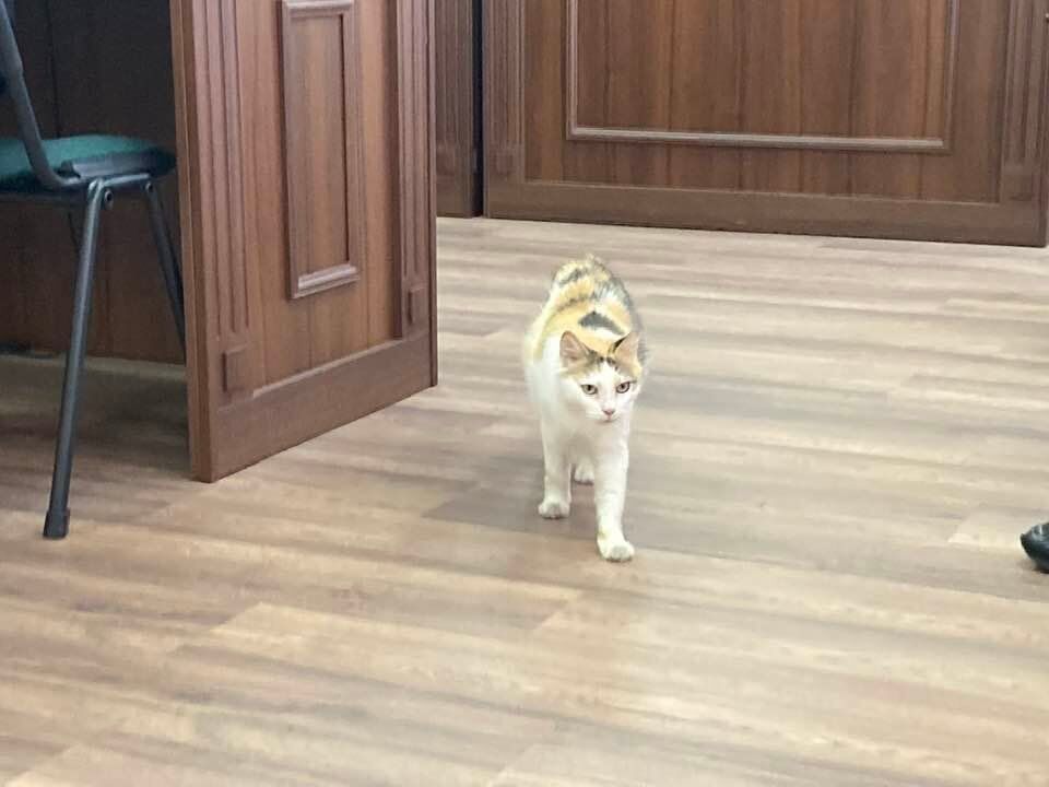 Кот зашел в зал во время заседания суда.