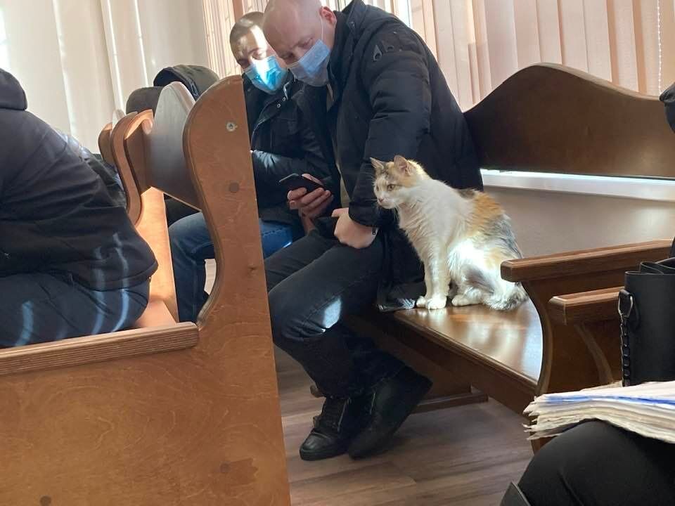 Кот сел рядом с участниками судебного заседания.
