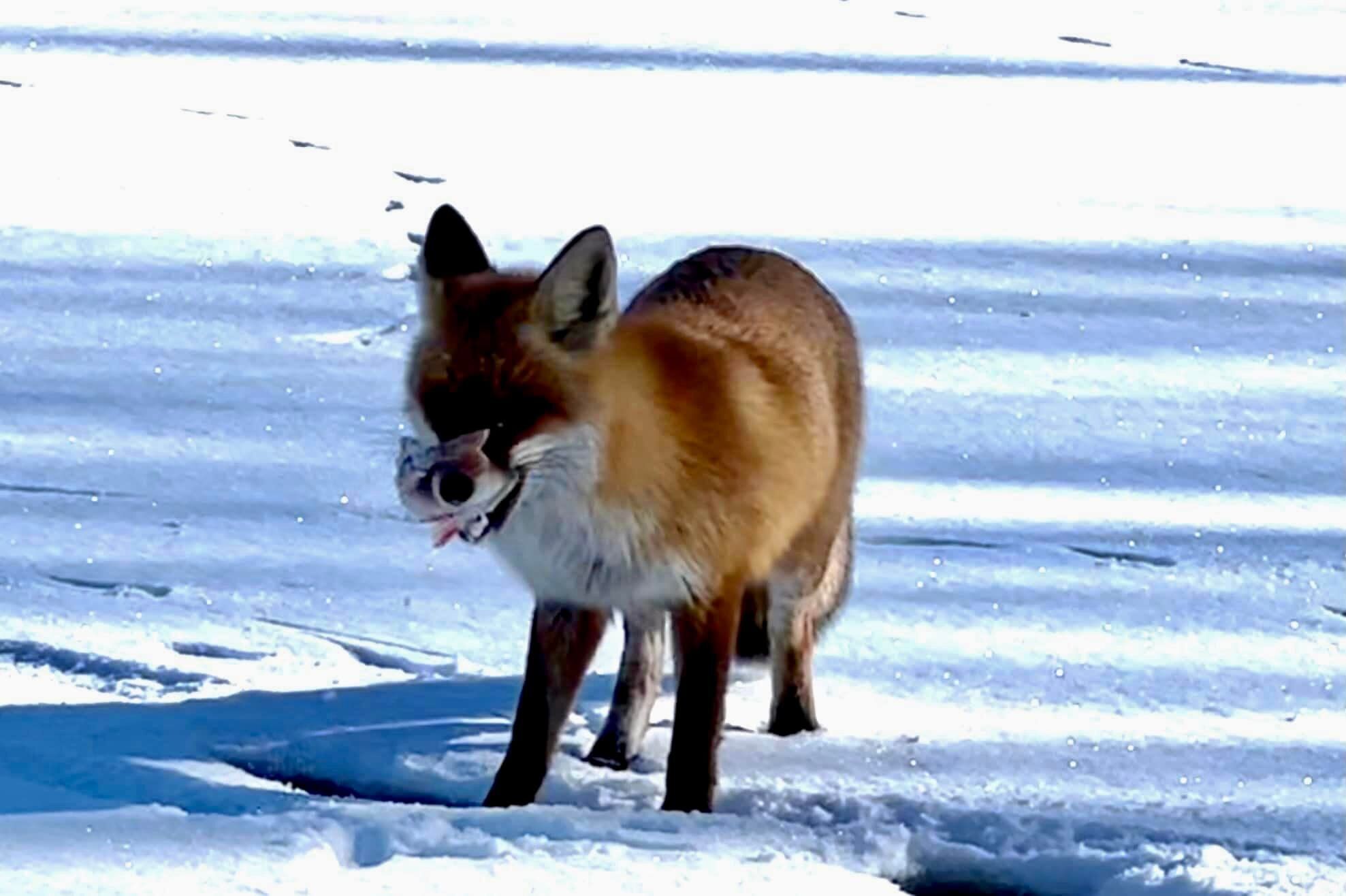 У Бучі лисиця прийшла до рибалки.