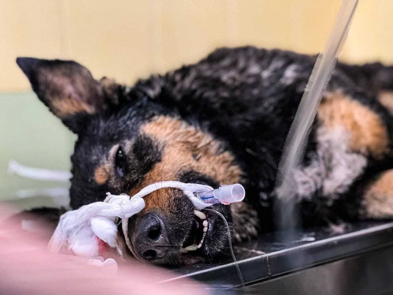 Одно животное находится в реанимации