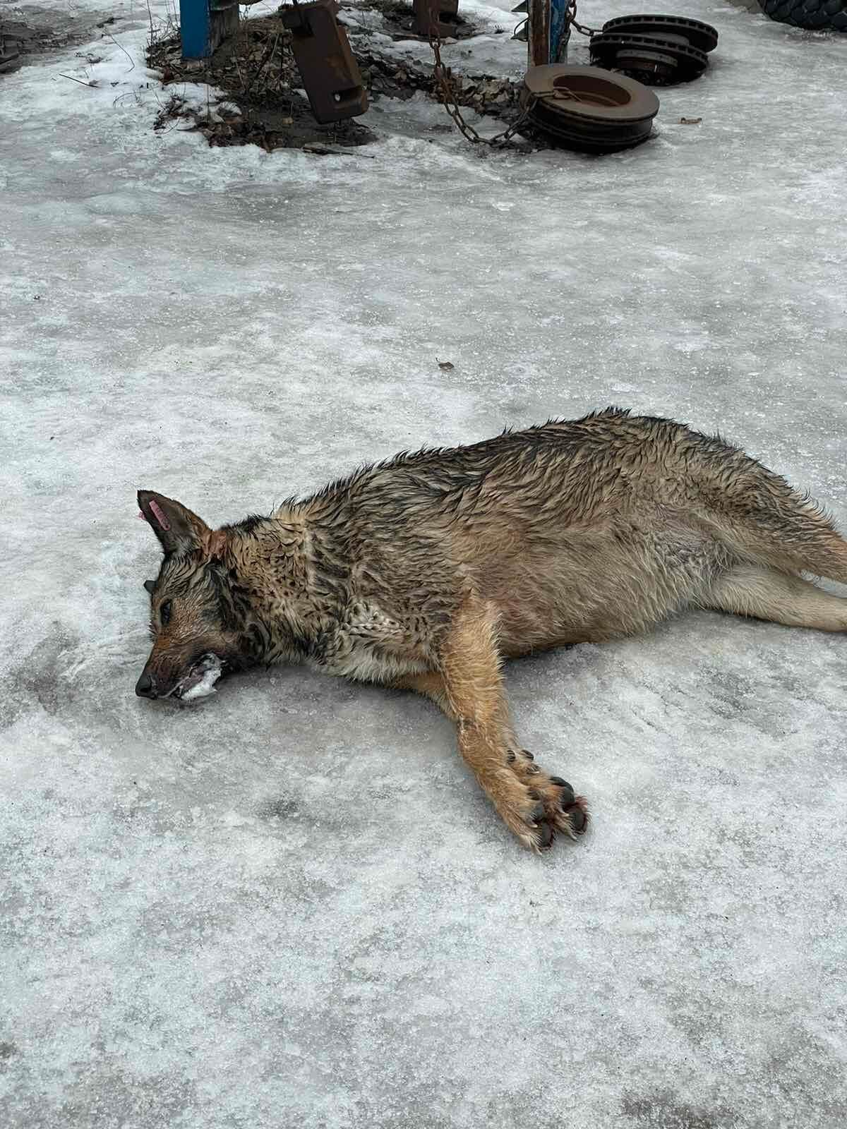 Трусанова сообщила, что собак начали травить